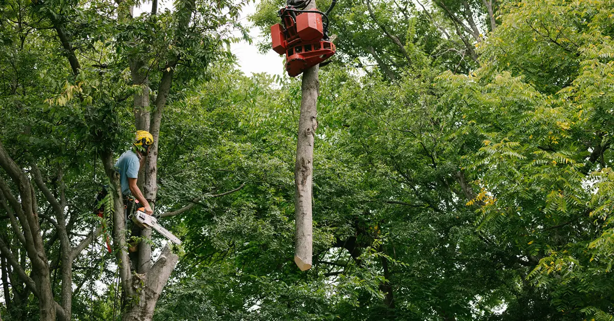 Climber with a chainsaw in a tree while the crane grapple lifts a trunk section