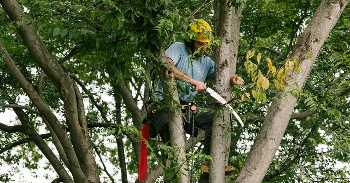 Arborist in a yellow helmet pruning branches with a hand saw high in a tree