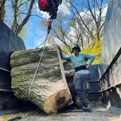 Professional tree service crew removing a large tree from a residential property in Nashville, Tennessee
