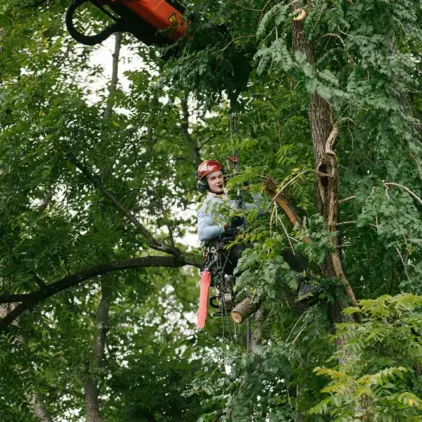 Tree service professionals performing emergency tree removal after storm damage at a Nashville TN home