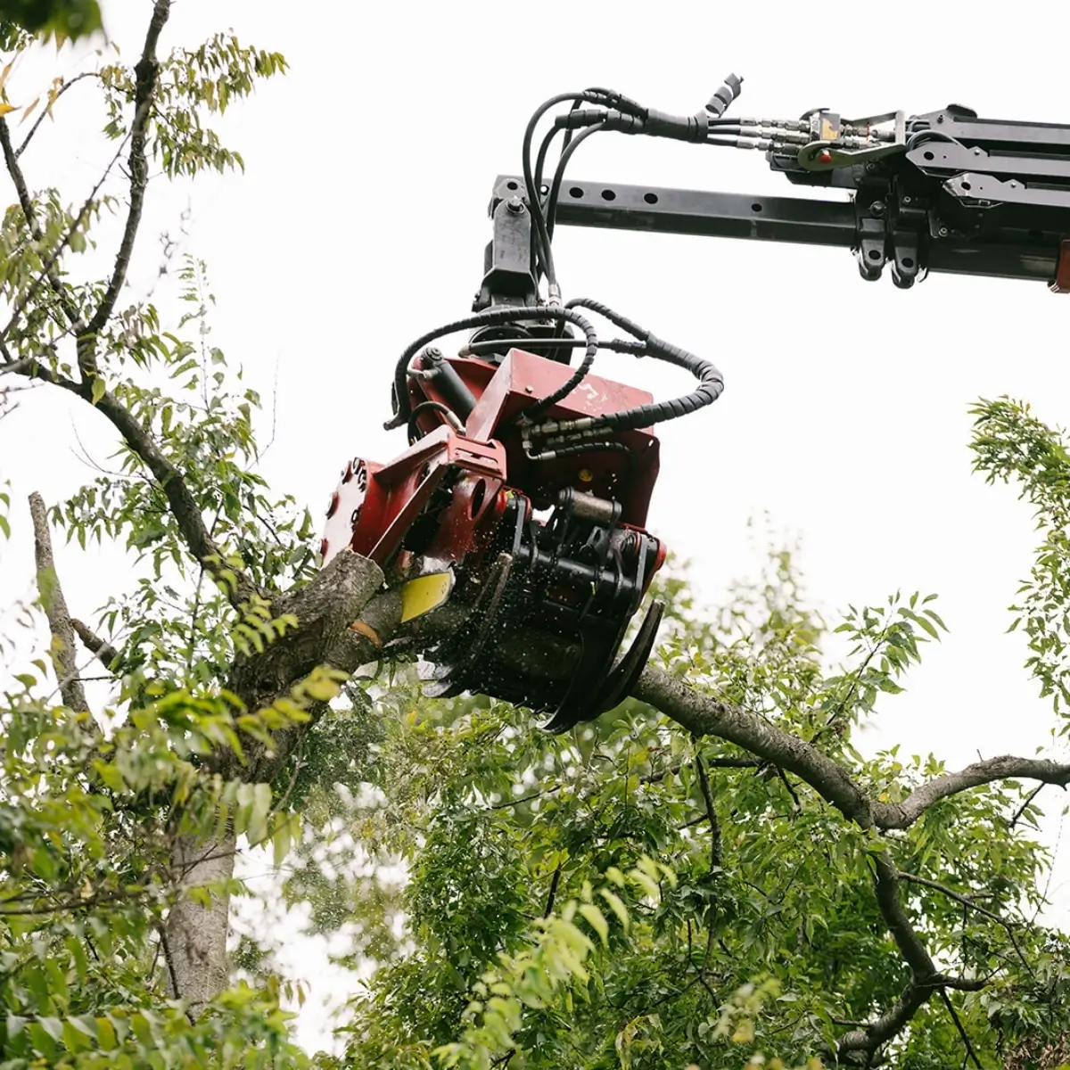 Chop Nashville tree service crew providing professional tree care in Forest Hills, TN