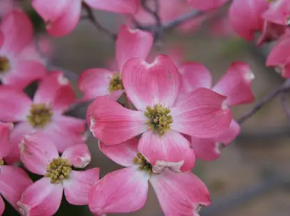 Dogwood, Various Varieties