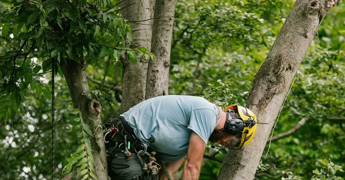 Arborist walking a Nashville backyard during a tree removal estimate