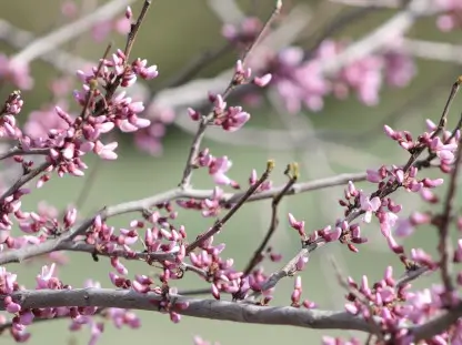 Redbud, Various Varieties