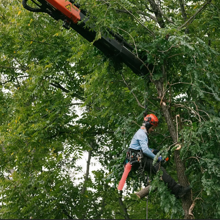 Arborist tree inventory on a Nashville property