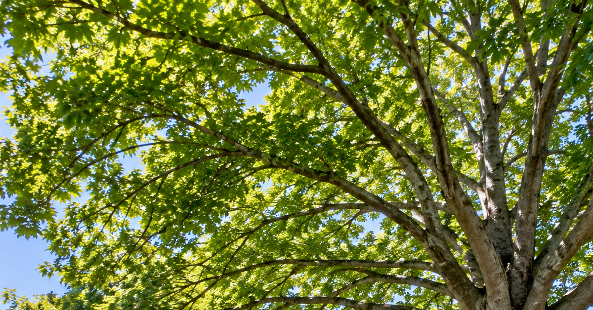 Mature American beech canopy in a Nashville, TN yard