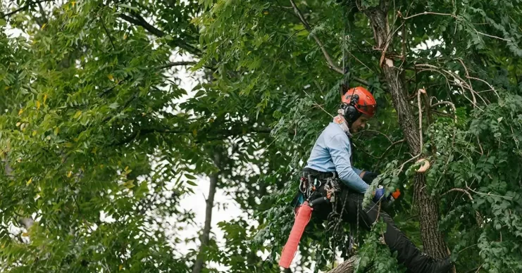 Arborist tree inventory on a Nashville property