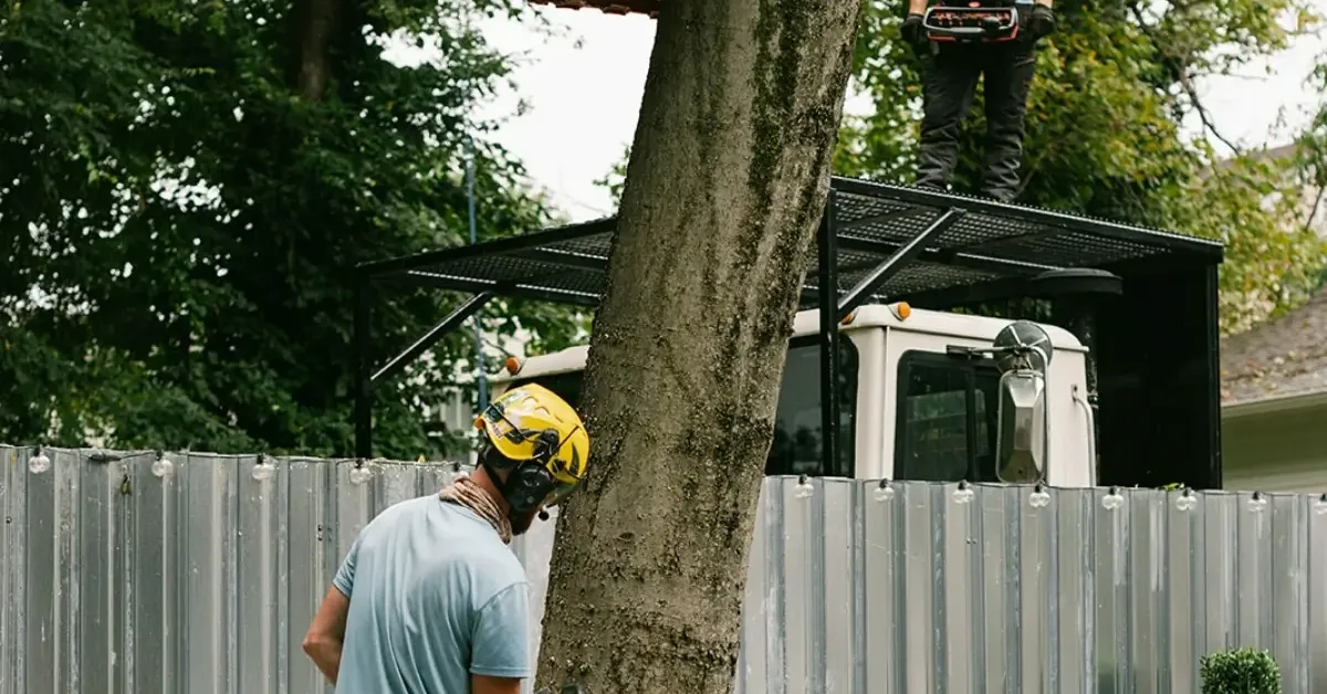 Crew member cutting a trunk with a chainsaw while the grapple holds it