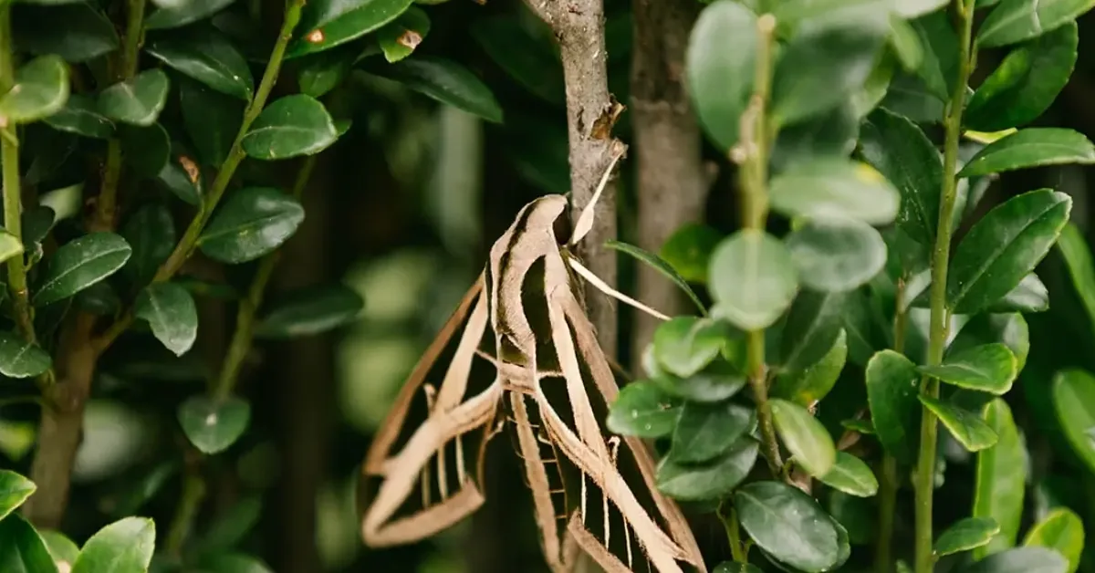 Close-up of a large tan moth resting on a green shrub